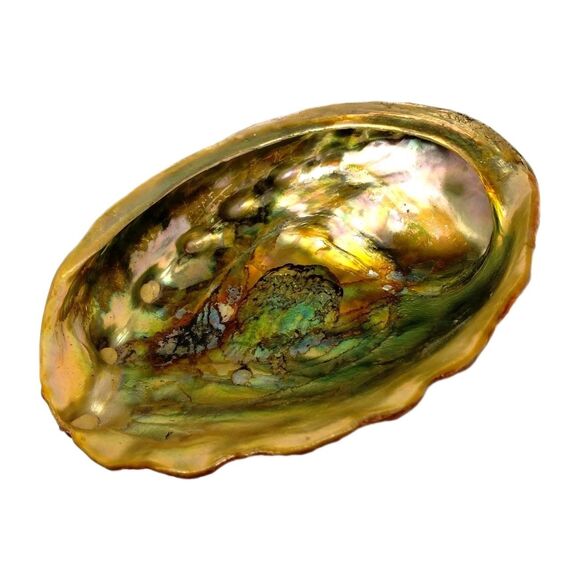 Vintage ABALONE RARE Golden Green Iridescence Shell  Footed Bowl Dish MCM - Picture 9 of 10